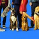 Dog Days | Ken Marino - Release, Poster & Trailer